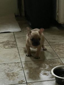 Frenchies for sale