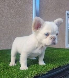 Fluffy French Bulldog Puppies