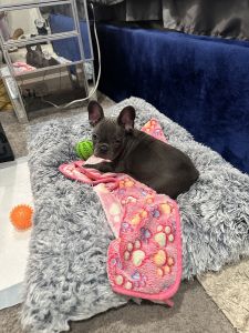 10 week old Female Blue Frenchie