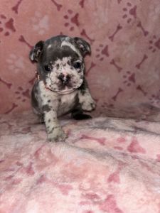 French bulldog puppies AKC