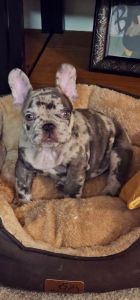 French Bulldog puppy