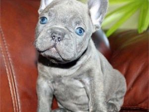 Healthy french bulldog pupies