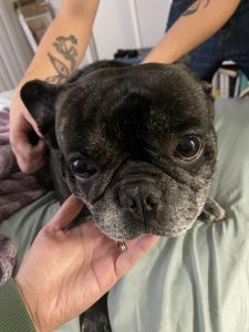 Black French Bulldog