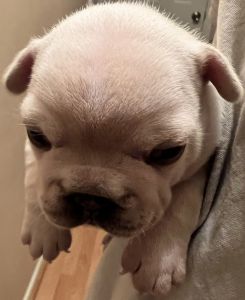 French Bulldog full rights