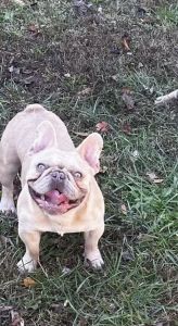 AKC French bulldogs
