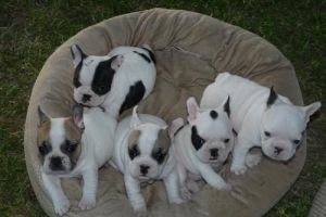 Chiots bulldog franÃ§ais pour adoption.