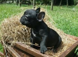 French Bulldog Puppy In Dallas