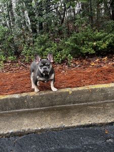 Tri Blue Male French Bulldog
