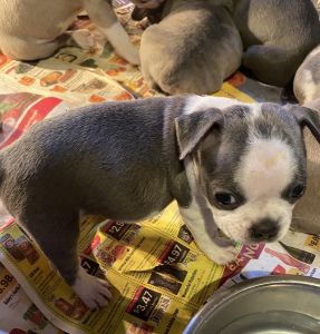 Beautiful blue frenchie puppies