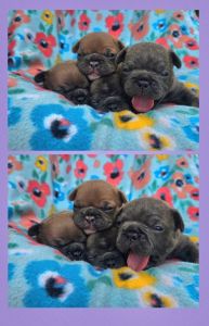 French Bulldogs Puppies