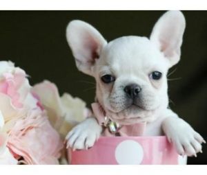 Cutest Mini French Bulldogs