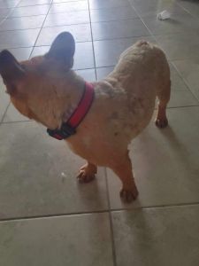 French bulldog 3 years old