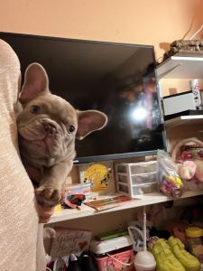 French bulldog