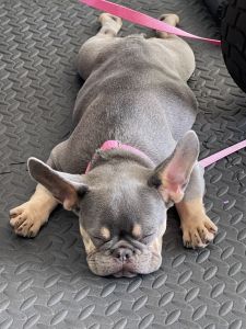 adorable french bulldog