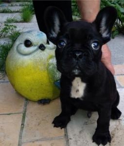 akc reg french bulldog