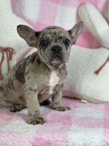 Elite French Bulldog Puppies