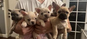 5 female frenchies