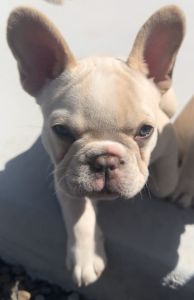 Frenchie Puppies Blue covered in Creamx4