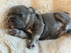 French bulldog