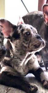 Akc Frenchie pups