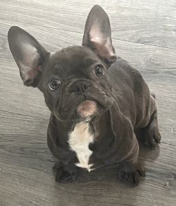 Male frenchies ready now