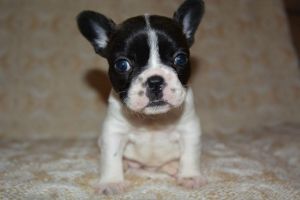 Bred French Bulldogs