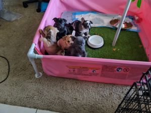 French bulldog puppies