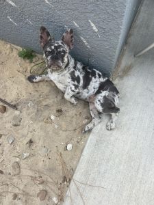 Frenchie puppy 21 weeks