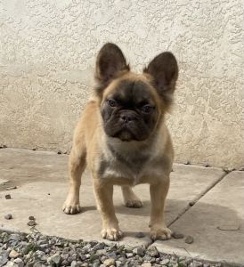LILAC FLUFFY MALE FRENCH BULLDOG
