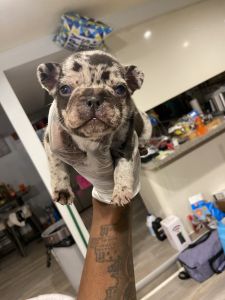 French Bulldog puppies