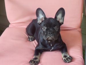 French Bulldog Puppies