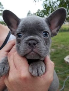 Adorable French Bulldog Puppies For Sale
