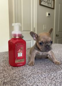 AKC French Bulldog Male Puppy