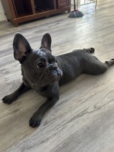 French bulldog rehoming
