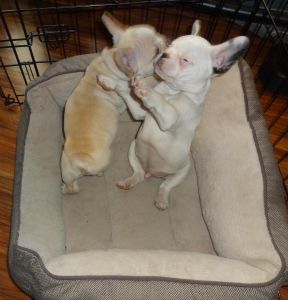 Male and Female French Bulldog Pups