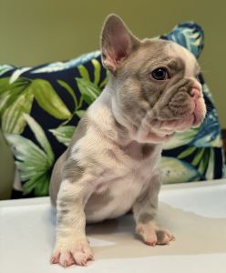 Beautiful French Bulldog Puppies