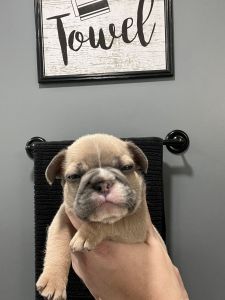 AKC blue sable big rope male