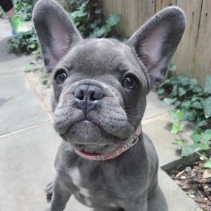 Lovely French Bulldog puppies