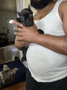 Pretty adorable puppies best personalities you will love them