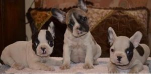 French Bulldog Puppies for Adoption