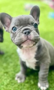 AKC French Bulldogs