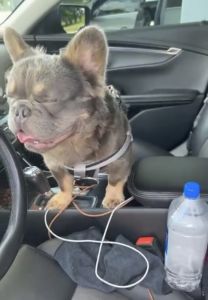 1 1/2 male fluffy lilac and tan 1800