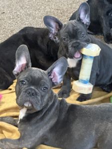 AKC Frenchie's