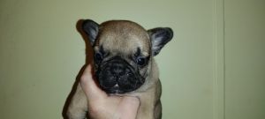 French Bulldog Babies are here!! They\\\\\\\'re so adorable!!