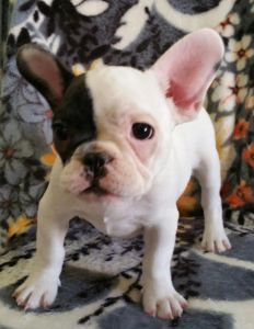 French Bulldog puppy