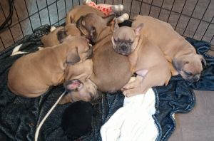 BLUE FAWN/BLUE SABLE FRENCHIES