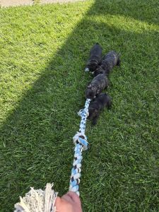 French Bulldog Pups 10 weeks old