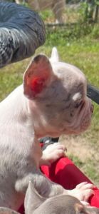 French Bulldog babies. Lilac blue eyes.