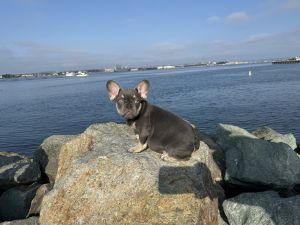 Health cleared frenchies