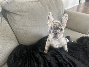 Looking for new home